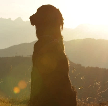 Hund in der Silhouette vor einem Sonnenuntergang in den Bergen