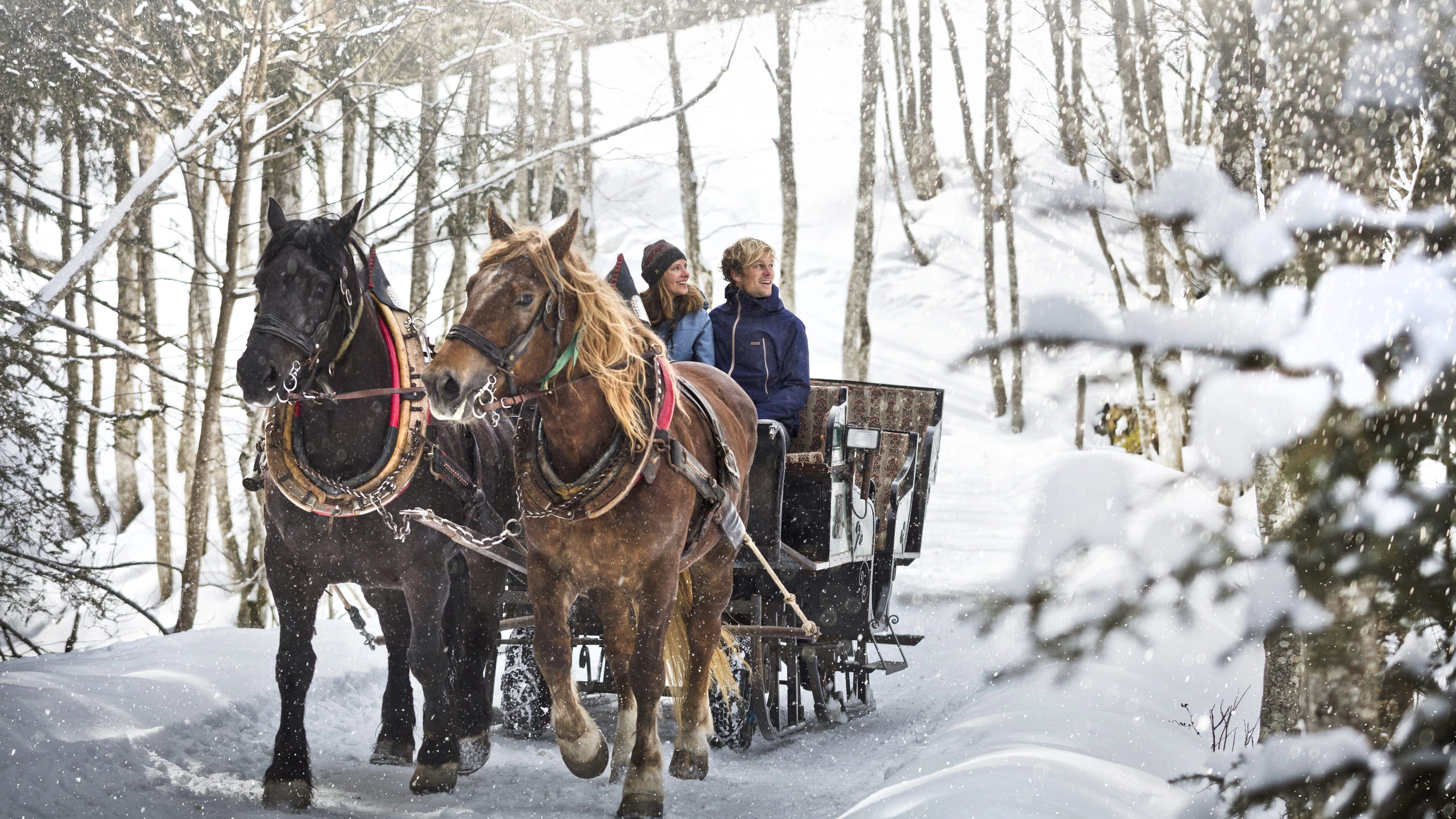 Pferdeschlitten im Schnee, zwei Pferde ziehen einen Schlitten.